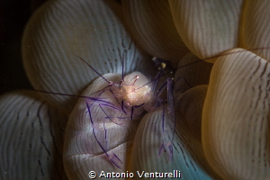 Like the similar Vir colemani, this small shrimp live amo... by Antonio Venturelli 